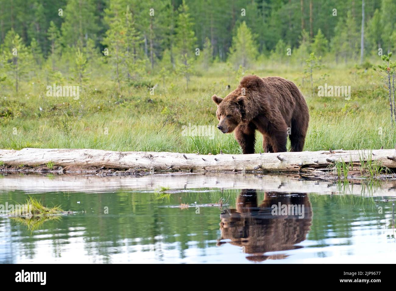 Oso pardo (Ursus arctos) reflejado en un estanque boscoso en el bosque boreal o taiga de Finlandia Foto de stock