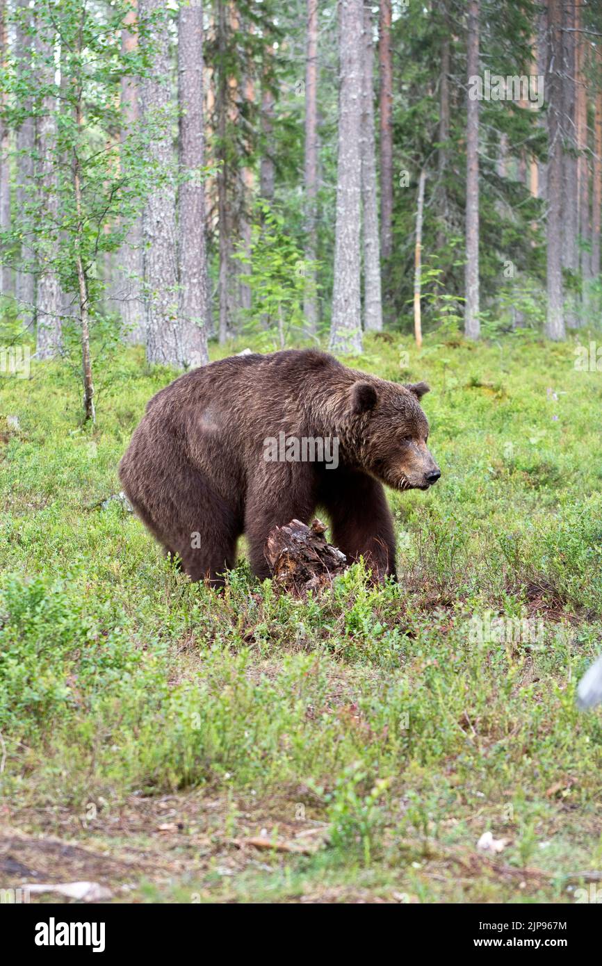 Oso pardo (Ursus arctos) en el bosque boreal o taiga de Finlandia Foto de stock