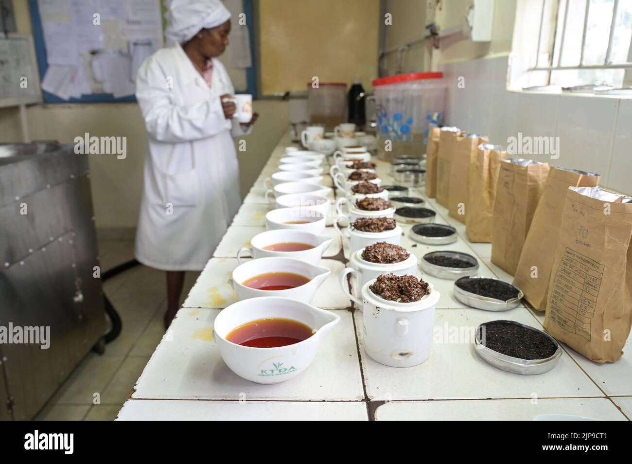 KENYA, Kimunye, fábrica de té KTDA, tazas con diferentes calidades de té para la degustación de té, cocina de té, color y sabor del té Foto de stock