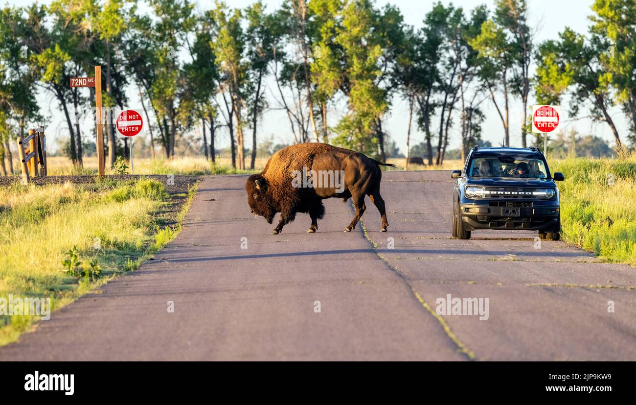 Big Male American Bison (Bison bison) cruzando la carretera - Rocky Mountain Arsenal National Wildlife Refuge, Commerce City, cerca de Denver, Colorado Foto de stock