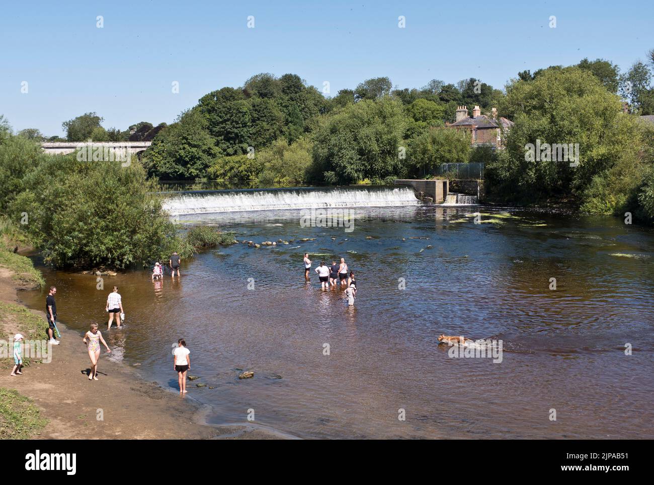 dh River Wharfe TADCASTER YORKSHIRE Familias disfrutando ríos agua perros niños remar verano gente río niños nadar Foto de stock