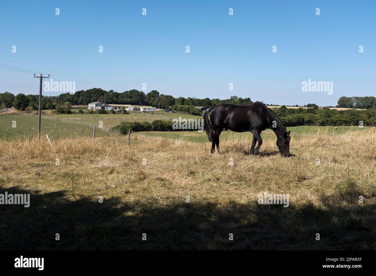 dh Horses establos CLIFFORD YORKSHIRE Negro caballo joven pony pastoreo en un campo reino unido Foto de stock