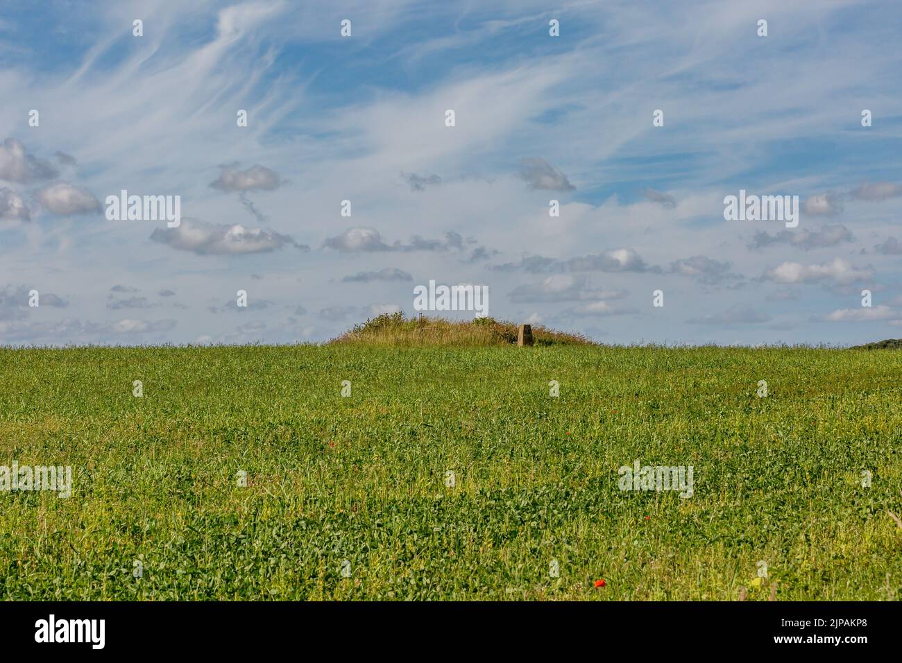 Mirando sobre un campo de cultivos verdes hacia un punto de trig, en un día de verano en South Downs Foto de stock