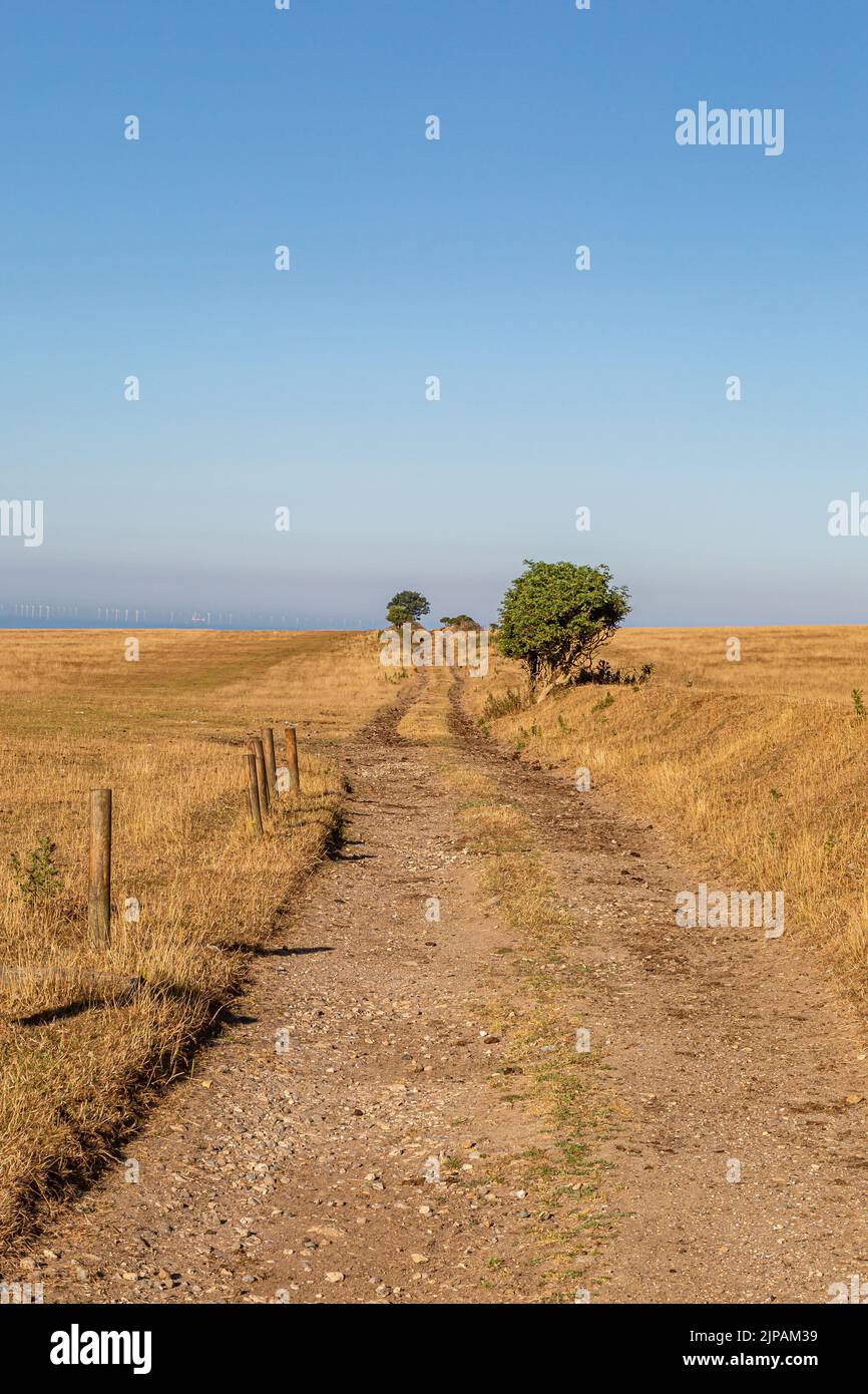 Mirando a lo largo de un camino en Sussex rodeado de campos resecados durante una ola de calor Foto de stock