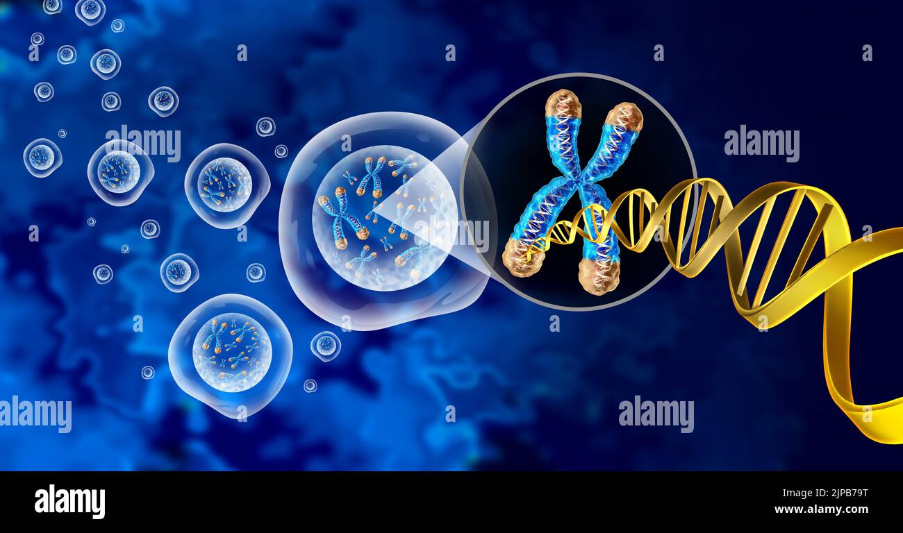 Cromosoma y núcleo celular con concepto de telómero y ADN para una estructura x de biología humana que contiene información genética del ADN como símbolo médico. Foto de stock
