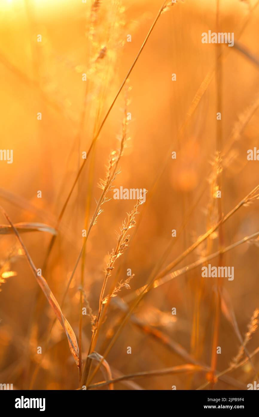 Tallos de hierba bajo el sol. Otoño naturaleza de fondo. La hierba del campo se origina en la puesta del sol sunlight.Autumn sunset. Foto de stock