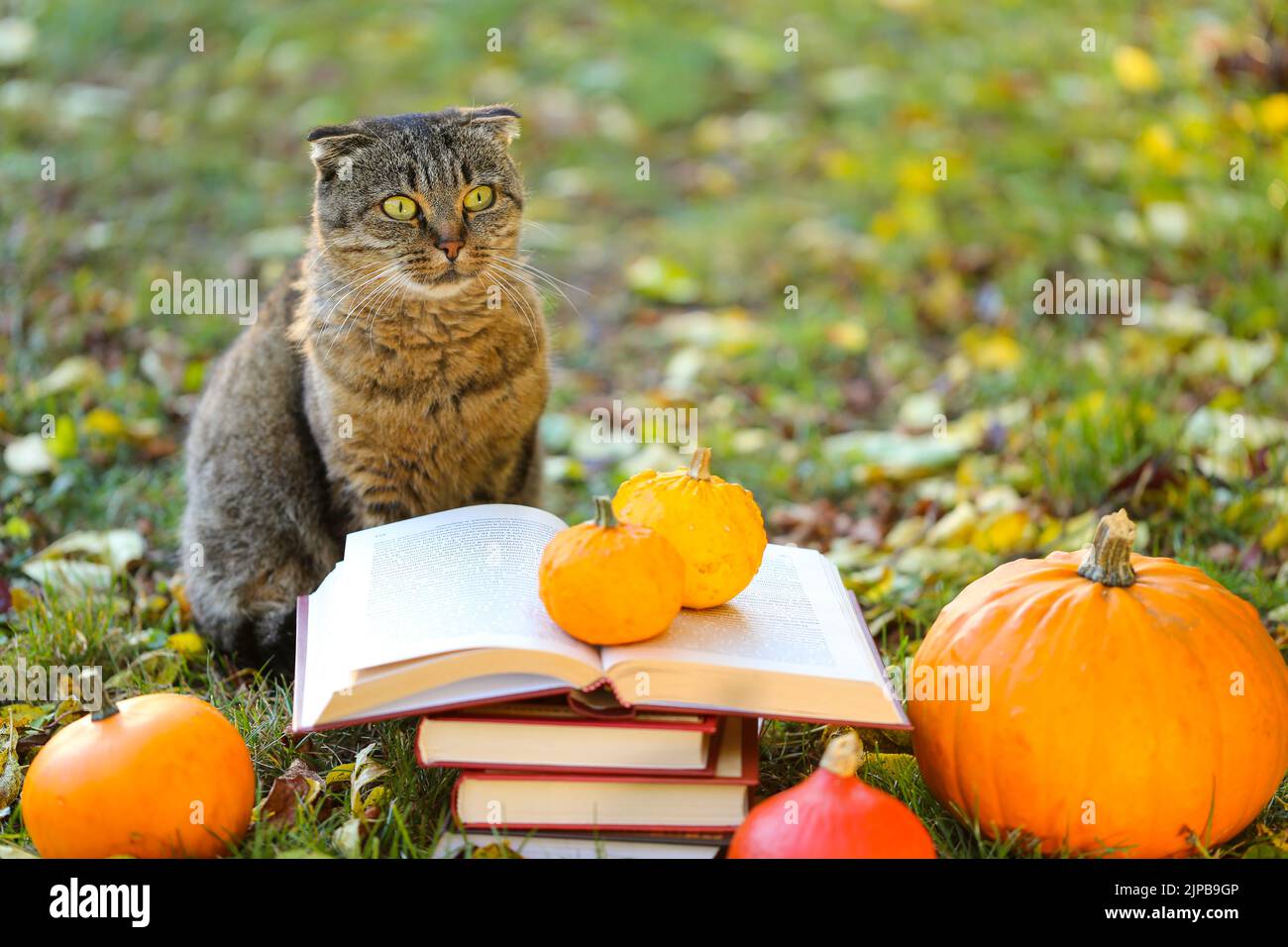 Libros, calabazas conjunto, hojas de otoño y azufre emocional gato en el otoño garden.Back a la escuela. Gato científico. Emociones de un gato. Historias de Halloween Foto de stock