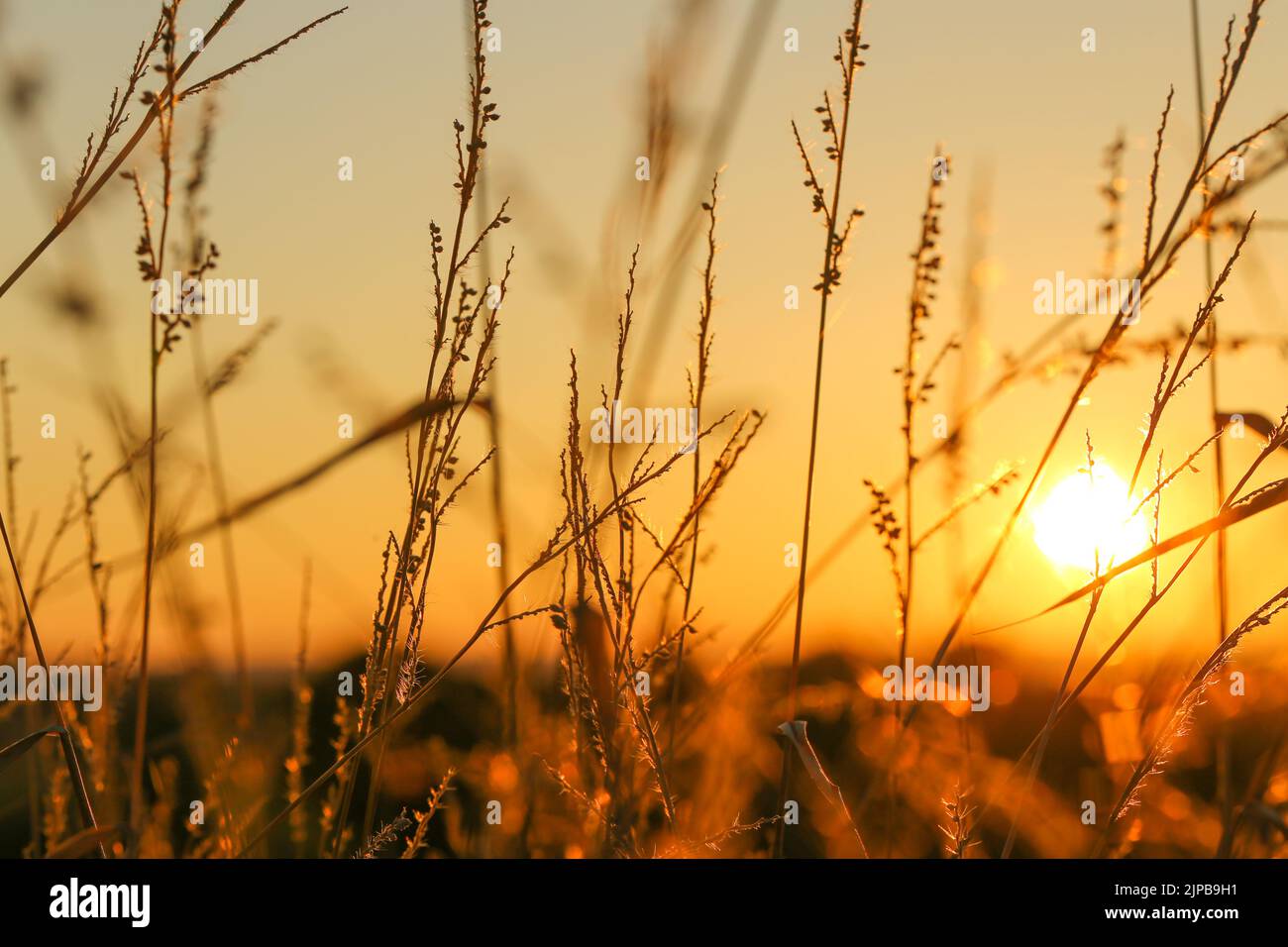 Naturaleza background.Grass tallos en el sol. Otoño naturaleza de fondo. La hierba del campo se origina en la puesta del sol sunlight.Autumn sunset. Foto de stock