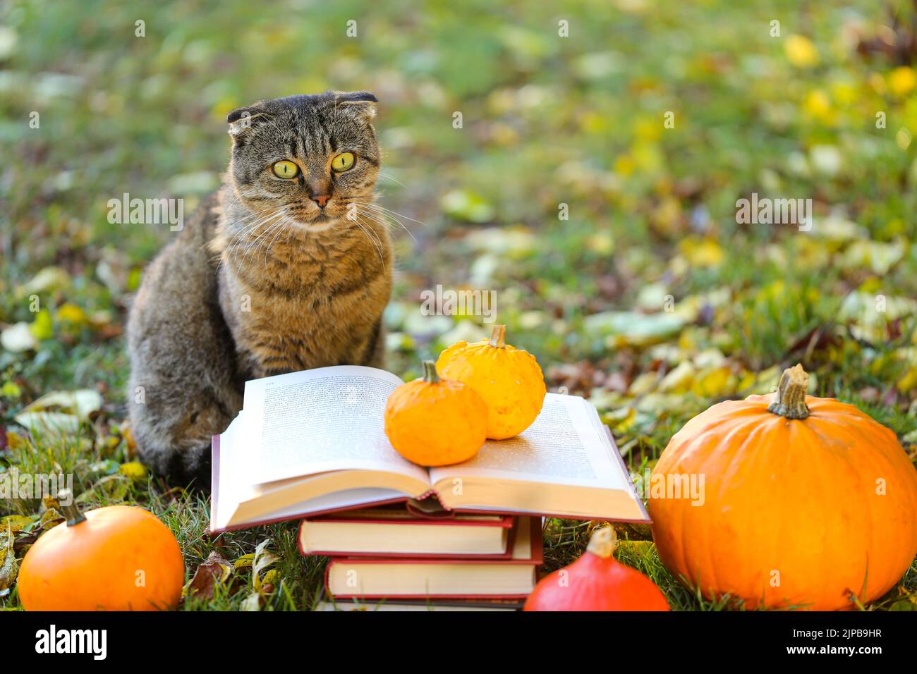 Libros, calabazas conjunto, hojas de otoño y azufre emocional gato en el otoño garden.Back a la escuela. Gato científico. Emociones de un gato. Historias de Halloween Foto de stock