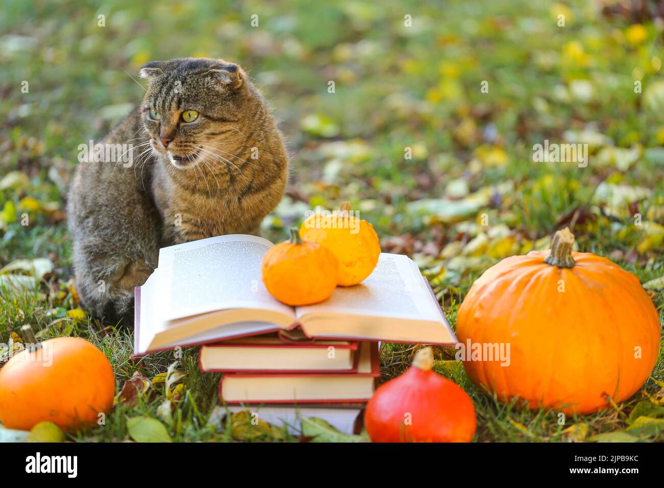 Libros y gato.Libros, calabazas conjunto, hojas de otoño y azufre emocional gato en el otoño garden.Back a la escuela. Gato científico. Emociones de un gato.Otoño Foto de stock