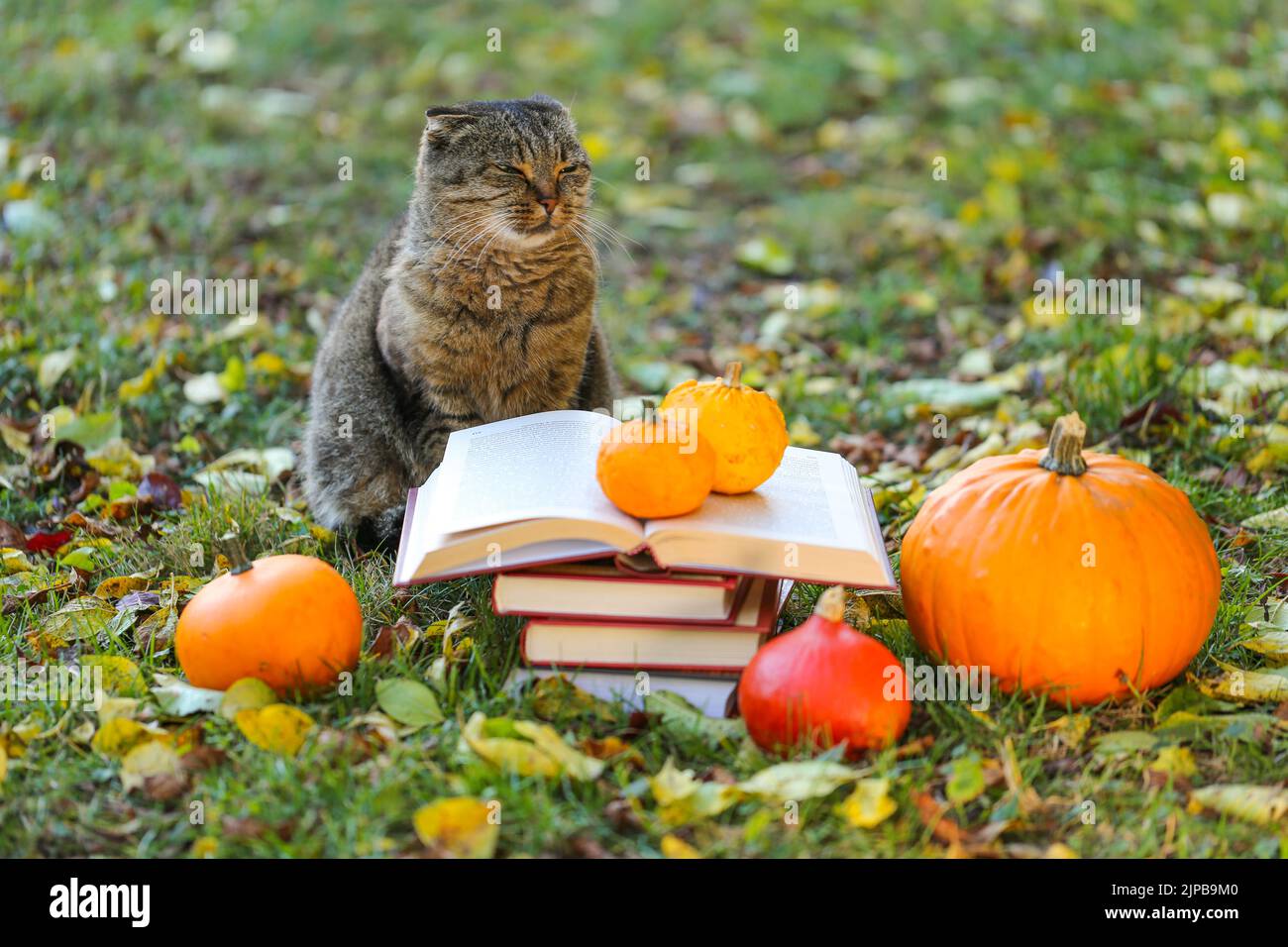 Emociones de un gato. Libros y gato.Libros, calabazas conjunto, hojas de otoño y azufre emocional gato en el otoño garden.Back a la escuela. Científico cat.Autumn Foto de stock