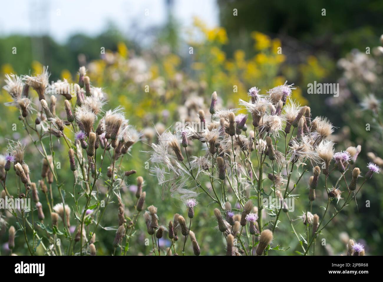 Cirsium arvense, cardo lento flores de verano esponjosas primer plano enfoque selectivo Foto de stock