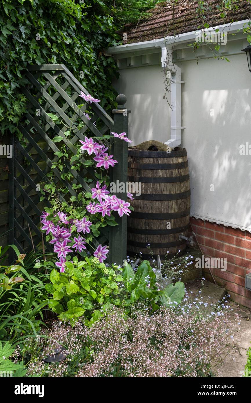 Viejo barril de cerveza de madera re-pensado como una culata de agua en un jardín del Reino Unido; protegido por un enrejado y clematis. Foto de stock