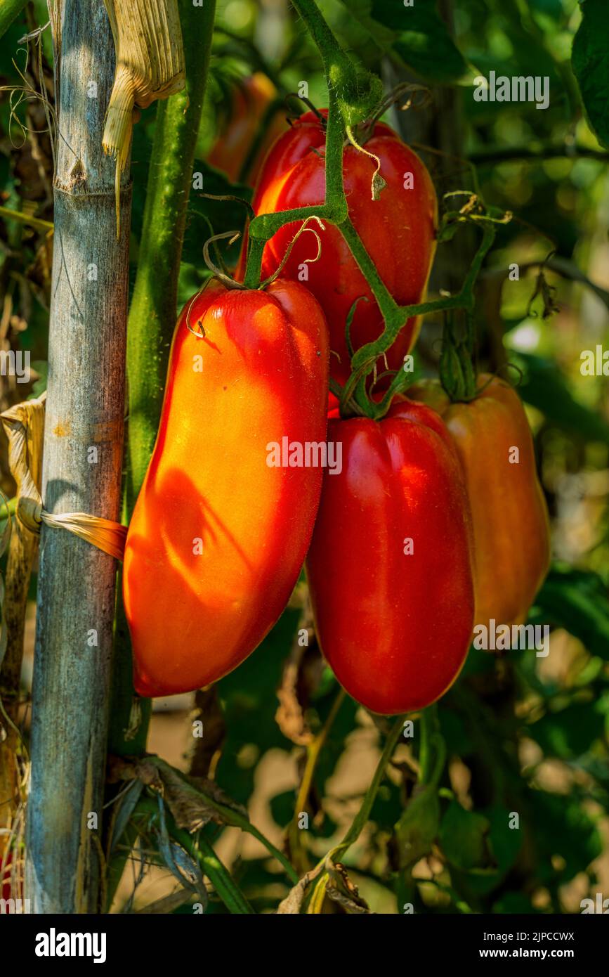 Tomates San Marzano maduros y rojos, listos para la cosecha. Producción agrícola orgánica. Abruzos, Italia, Europa Foto de stock