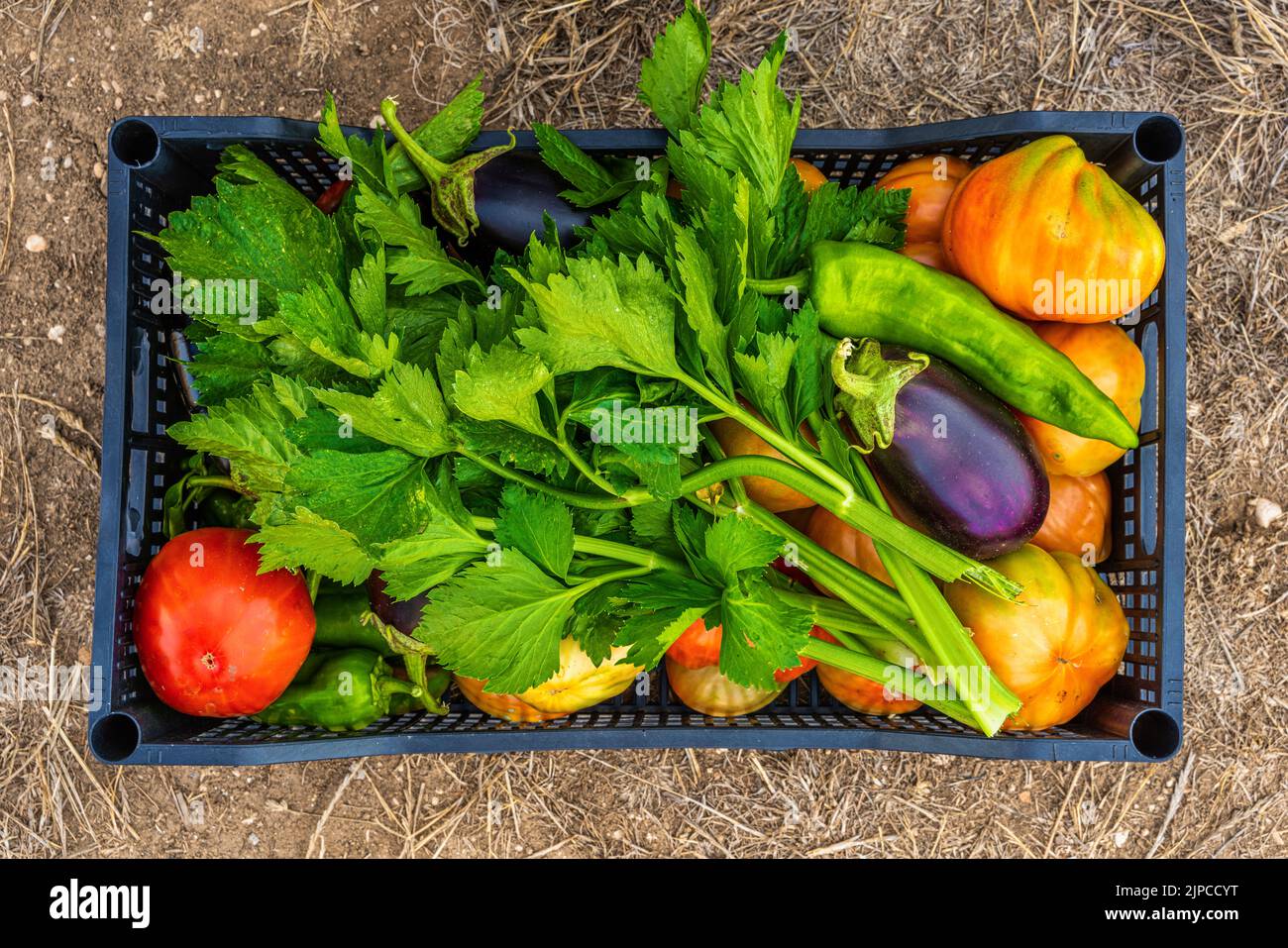 Caja de verduras, tomate, apio, pimienta y berenjena. Verduras de jardín orgánico. Abruzos, Italia, Europa Foto de stock