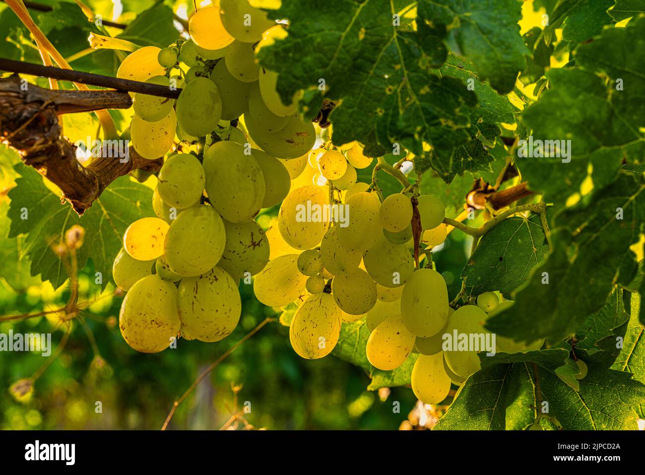 Uva La Italia Blanca con grandes bayas doradas y jugosas, con un sabor decididamente dulce, es una fruta rica en propiedades antioxidantes. Abruzos, Italia Foto de stock