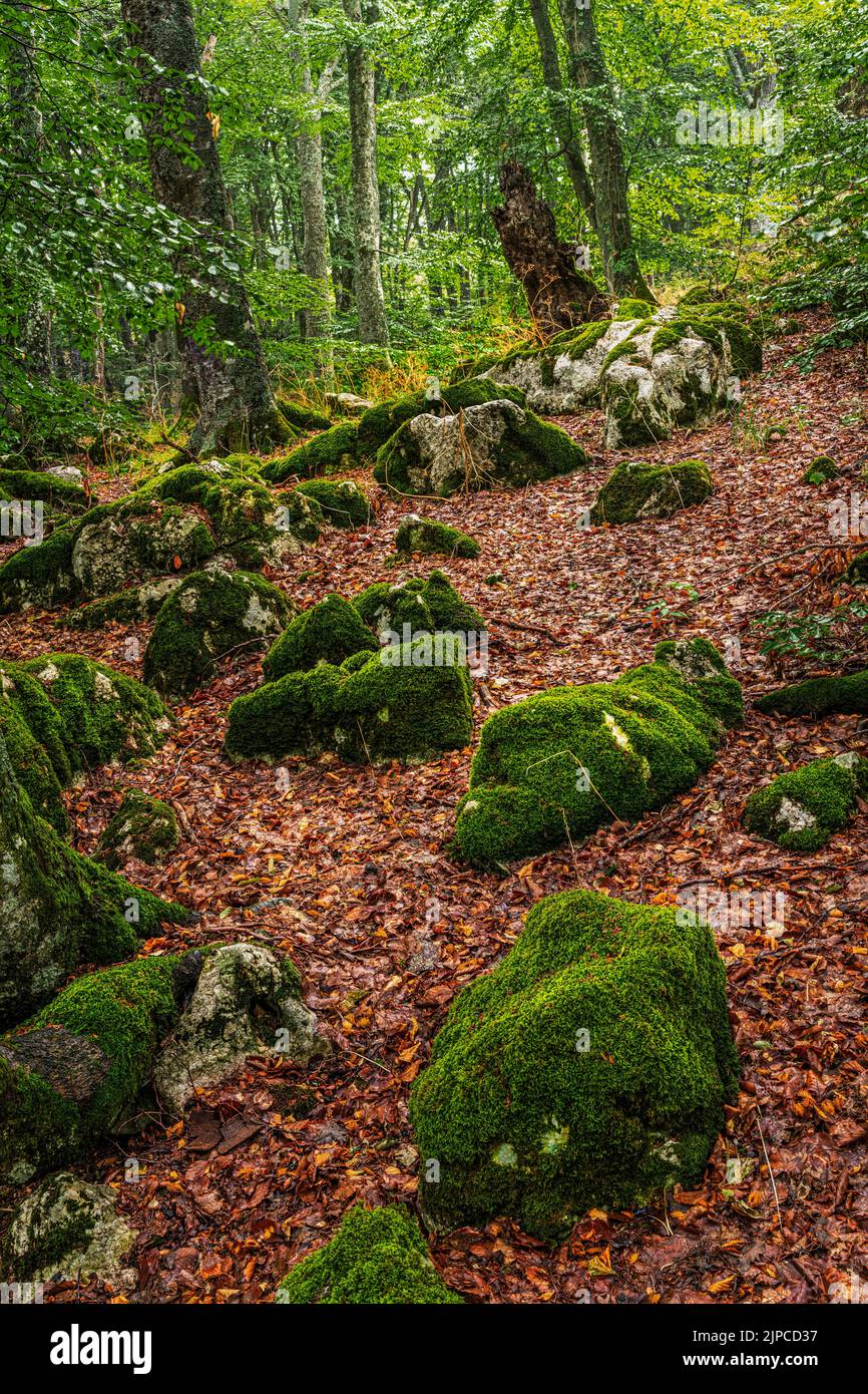 Bosque de haya y arce viejo con cantos rodados cubiertos de musgo y hojas marrones caídas al suelo. Bosco di Sant'Antonio, Pescocostanzo, Abruzos Foto de stock