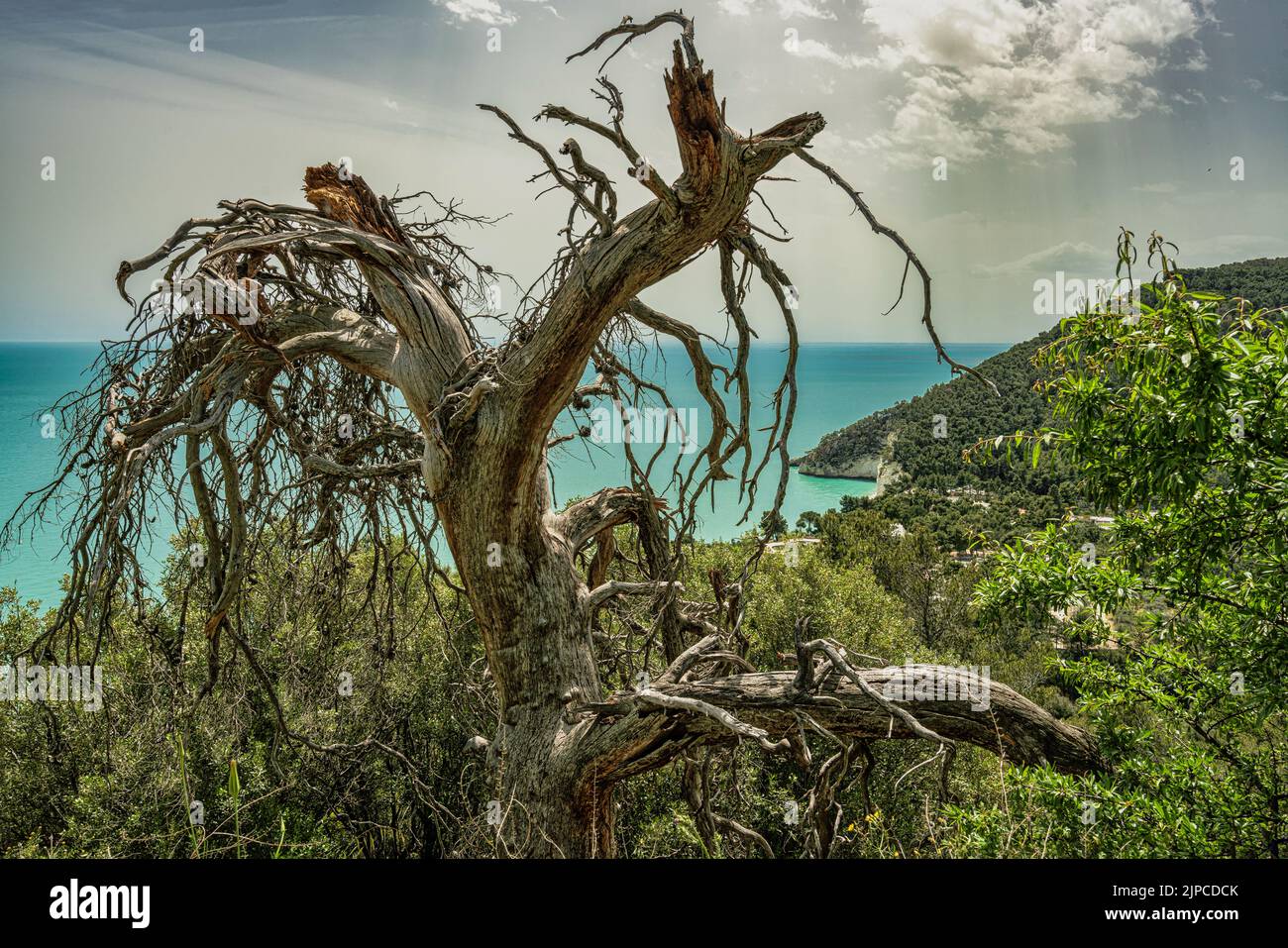 Árbol muerto, seco entre la vegetación de los acantilados del Parque Nacional de Gargano con vistas al mar de Puglia. Mattinata, provincia de Foggia, Puglia, Foto de stock