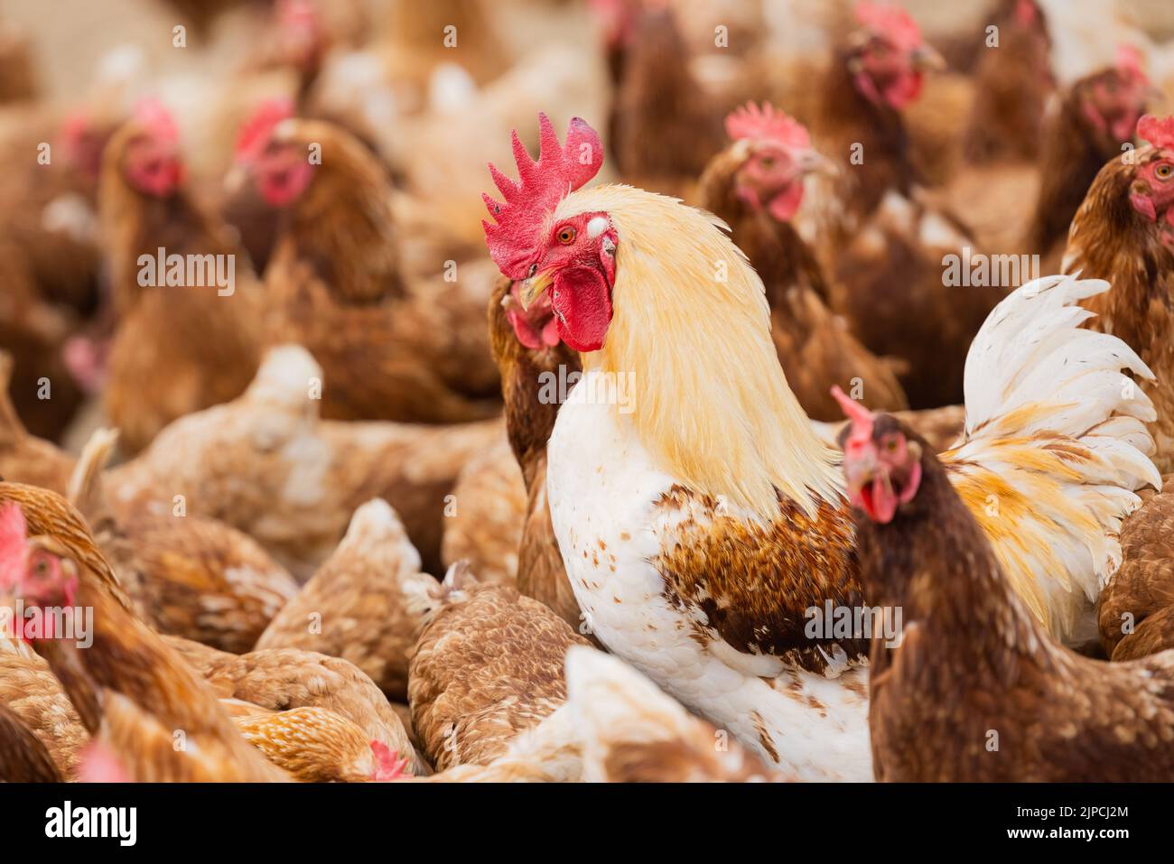 Willich, Alemania. 17th de Ago de 2022. En la granja orgánica Stautenhof hay un gallo entre pollos al aire libre. Crédito: Rolf Vennenbernd/dpa/Alamy Live News Foto de stock