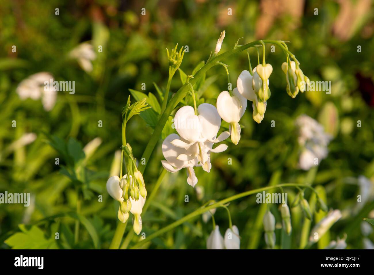 Lamprocapnos spectabilis Alba syn Dicentra - flor blanca del corazón sangrante floreciendo en una frontera - primavera a principios de verano abril mayo junio Reino Unido Foto de stock
