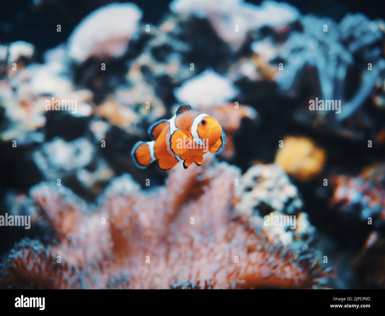 Anémona de mar y el pez payaso en acuario marino. Sobre fondo negro Foto de stock