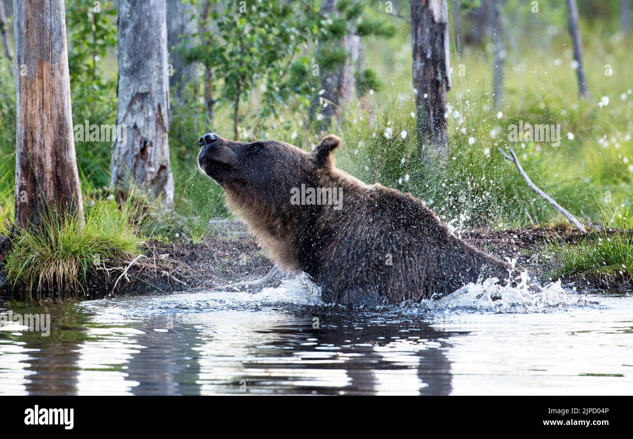 Oso pardo (Ursus arctos) sacudiendo el agua de su piel después de nadar en un claro en la Taiga finlandesa o bosque boreal Foto de stock