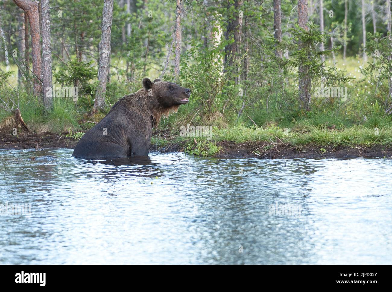 Oso pardo (Ursus arctos) emergiendo después de nadar en un lago en un claro en la Taiga finlandesa o bosque boreal Foto de stock