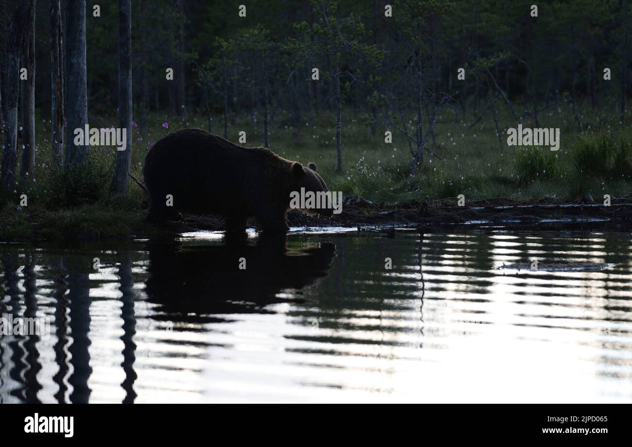 Oso pardo (Ursus arctos) entrando en un lago para nadar al crepúsculo en un lago en un claro en la Taiga finlandesa o bosque boreal Foto de stock