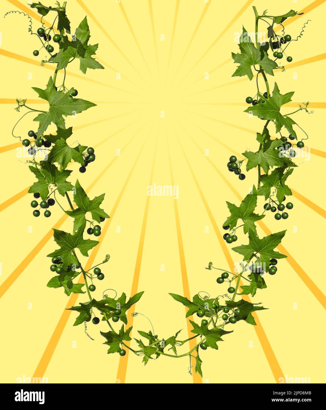 Las ramas de hiedra con hojas verdes y bayas forman la letra U, con espacio de copia para su texto en un fondo de la imagen de los rayos del sol. Foto de stock