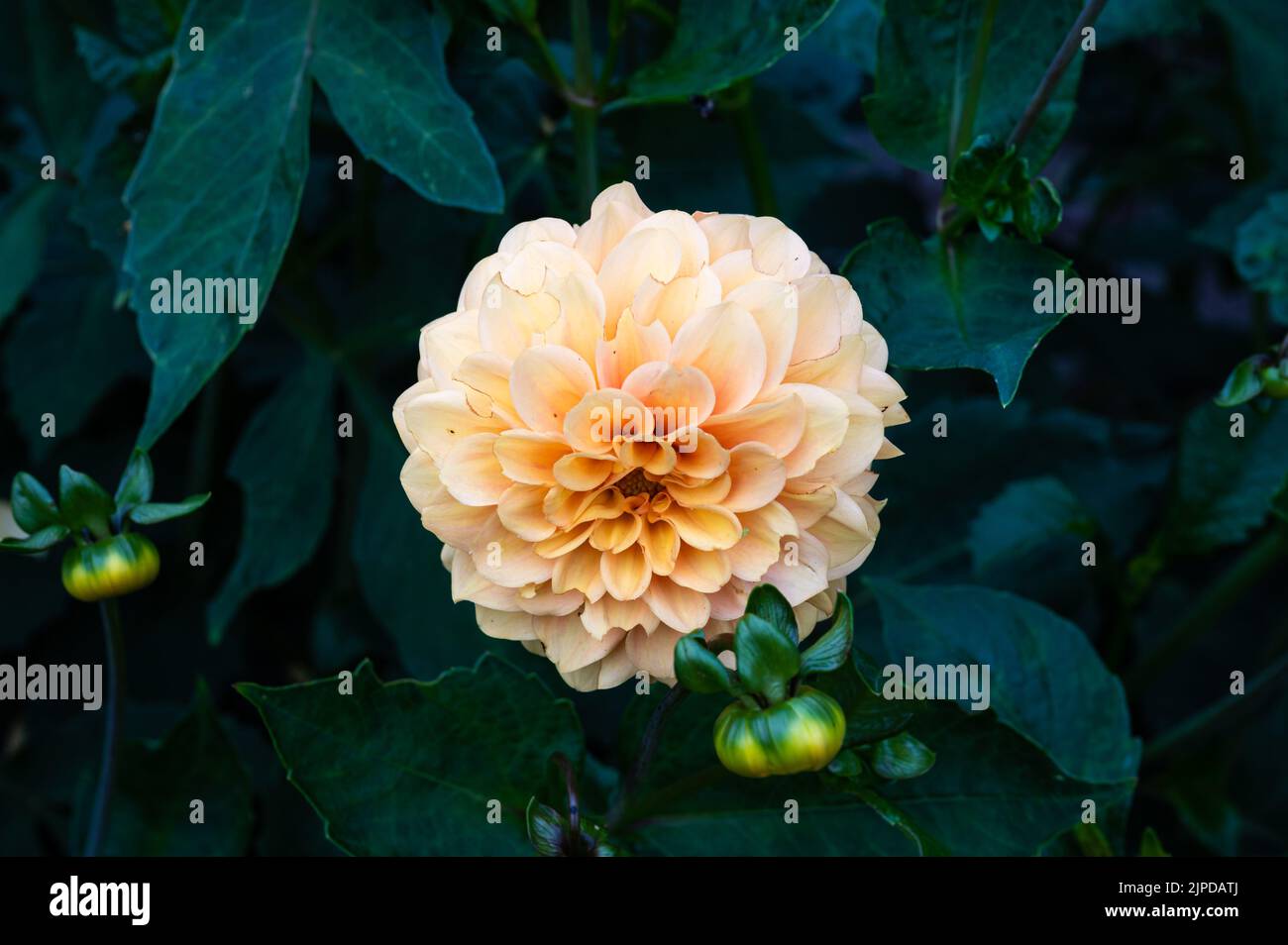 Primer plano de una flor de dalia rosa en un jardín en verano, Países Bajos Foto de stock