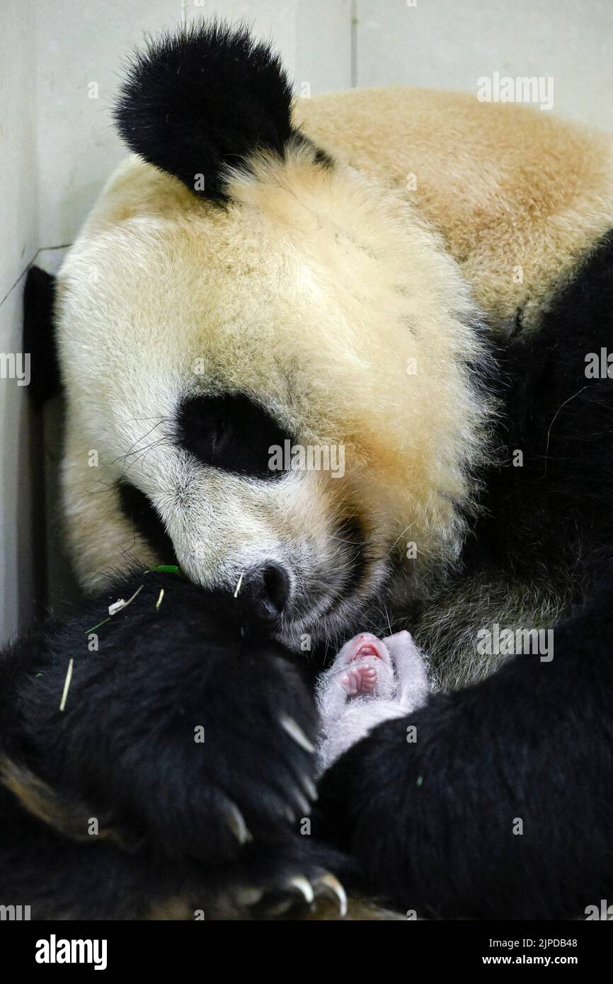 (220817) -- WOLONG, 17 de agosto de 2022 (Xinhua) -- Foto tomada el 15 de agosto de 2022 muestra al panda gigante Cuicui y su cachorro en la base Shenshuping del Centro de Conservación e Investigación del Panda Gigante de China en la Reserva Natural Nacional Wolong, en la provincia de Sichuan, en el suroeste de China. Un cachorro de panda gigante femenino de 270,4 gramos se convirtió en el panda en cautividad más pesado del mundo que jamás se haya registrado, informó el miércoles el centro de investigación panda. Cuicui, un panda de 16 años de edad, dio a luz al cachorro en la base de panda Wolong Shenshuping a las 9:39 p.m. del 5 de agosto, rompiendo el récord de peso al nacer anterior de 249 gramos que tenía un pa Foto de stock