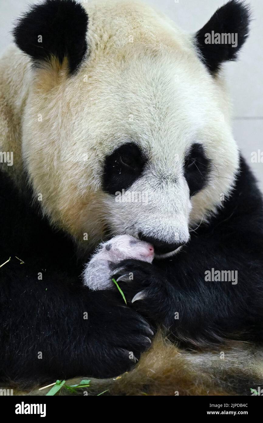 (220817) -- WOLONG, 17 de agosto de 2022 (Xinhua) -- Foto tomada el 15 de agosto de 2022 muestra al panda gigante Cuicui y su cachorro en la base Shenshuping del Centro de Conservación e Investigación del Panda Gigante de China en la Reserva Natural Nacional Wolong, en la provincia de Sichuan, en el suroeste de China. Un cachorro de panda gigante femenino de 270,4 gramos se convirtió en el panda en cautividad más pesado del mundo que jamás se haya registrado, informó el miércoles el centro de investigación panda. Cuicui, un panda de 16 años de edad, dio a luz al cachorro en la base de panda Wolong Shenshuping a las 9:39 p.m. del 5 de agosto, rompiendo el récord de peso al nacer anterior de 249 gramos que tenía un pa Foto de stock