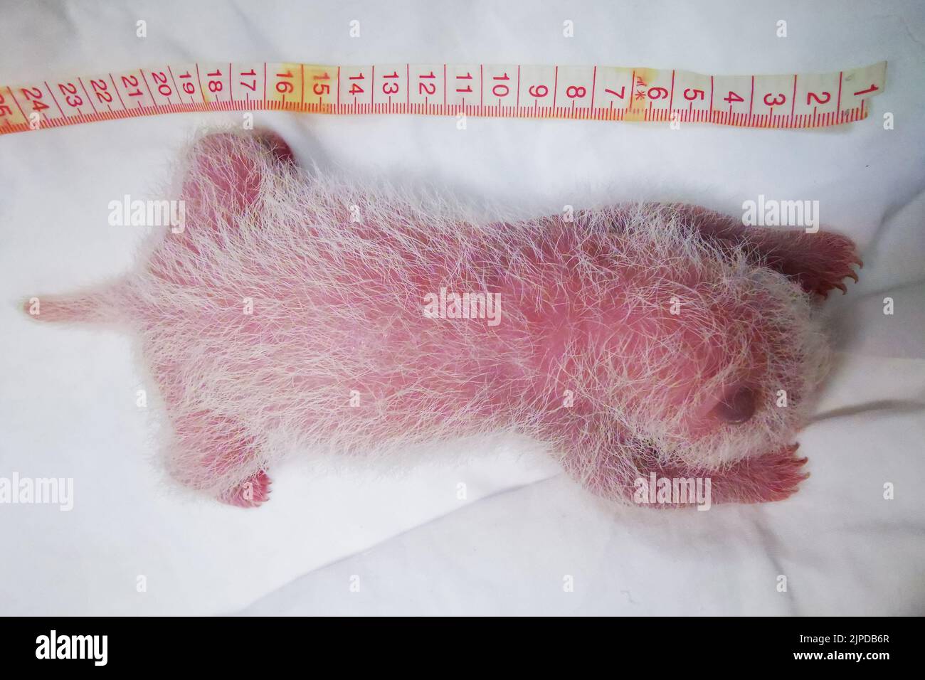 (220817) -- WOLONG, 17 de agosto de 2022 (Xinhua) -- Foto tomada el 10 de agosto de 2022 muestra un cachorro panda gigante en la base Shenshuping del Centro de Conservación e Investigación para el Panda Gigante en la Reserva Natural Nacional Wolong, en la provincia de Sichuan, al suroeste de China. Un cachorro de panda gigante femenino de 270,4 gramos se convirtió en el panda en cautividad más pesado del mundo que jamás se haya registrado, informó el miércoles el centro de investigación panda. Cuicui, un panda de 16 años de edad, dio a luz al cachorro en la base de panda Wolong Shenshuping a las 9:39 p.m. el 5 de agosto, rompiendo el récord de peso al nacer anterior de 249 gramos de un panda nacido en 2 Foto de stock