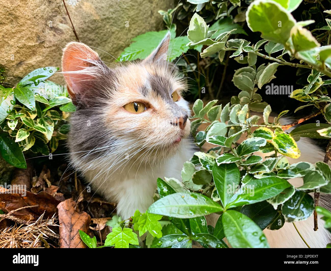 Gato femenino tricolor escondido en los arbustos. Cabeza de gato doméstica. Buscando presas. Caza y vigilancia. Foto de stock