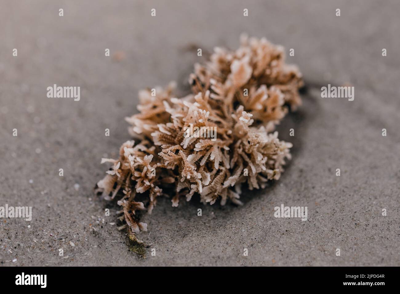 Una mirada cercana en el pasado las largas espinas cubiertas de algas  espinosas de la urchin áspera, Chondrocidaris gigantea, Hawaii. Nueva  Caladonia es la única otra Fotografía de stock - Alamy