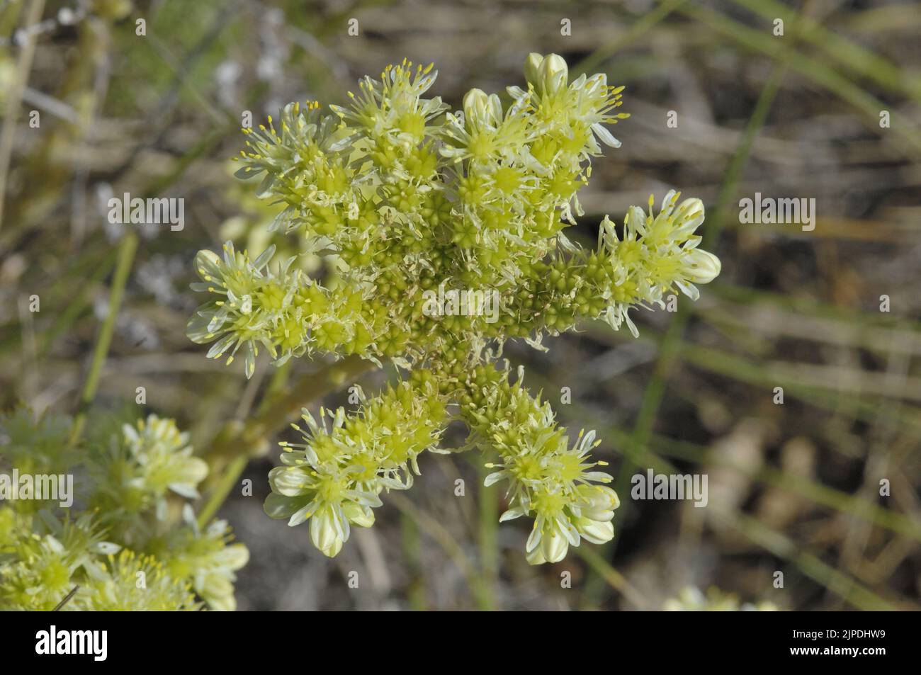 Pale Stonecrop - Árbol Sedum (Sedum sediforme) Florece en verano Provenza - Vaucluse - Francia Foto de stock