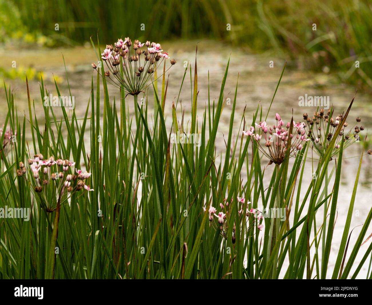 Flores rosadas en las cabezas de la planta de estanque acuático marginal resistente, Butomus umbellatus, fiebre de floración Foto de stock