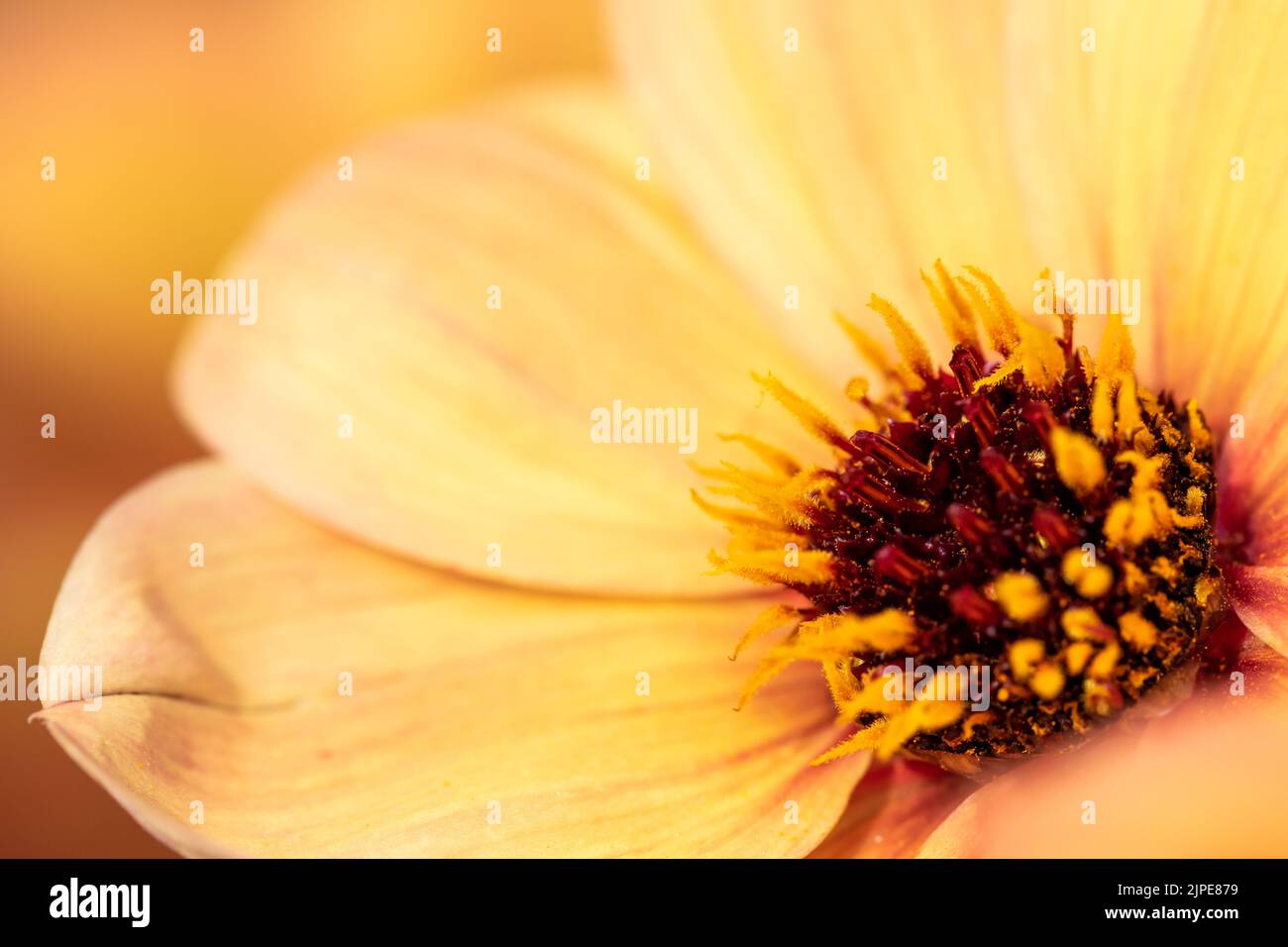 Dahlia 'Mystic Haze' flor de albaricoque-naranja macro en verano Foto de stock