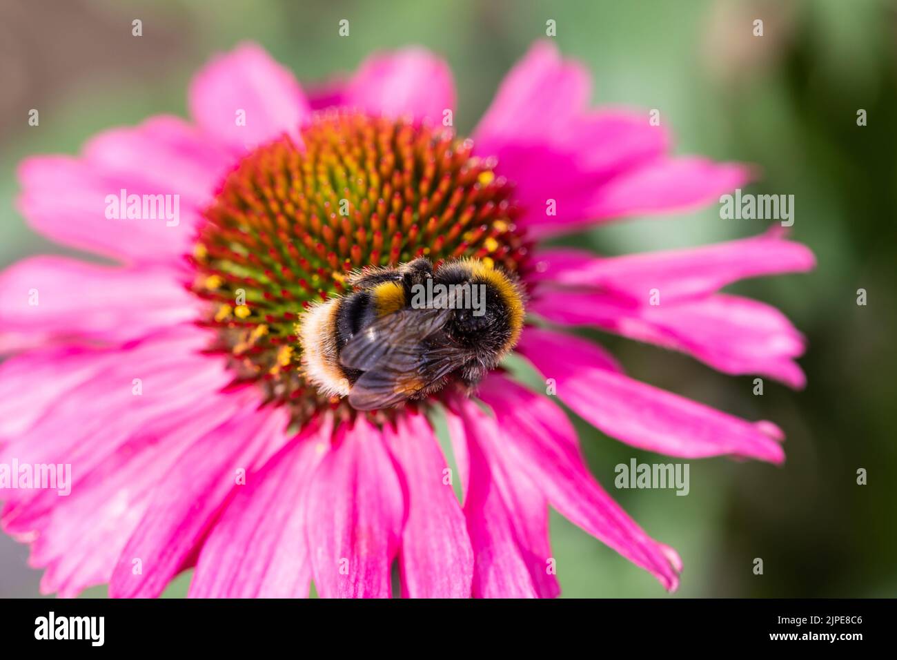 El abejorro de cola buff (Bombus terrestris) se alimenta de la flor Echinacea Foto de stock