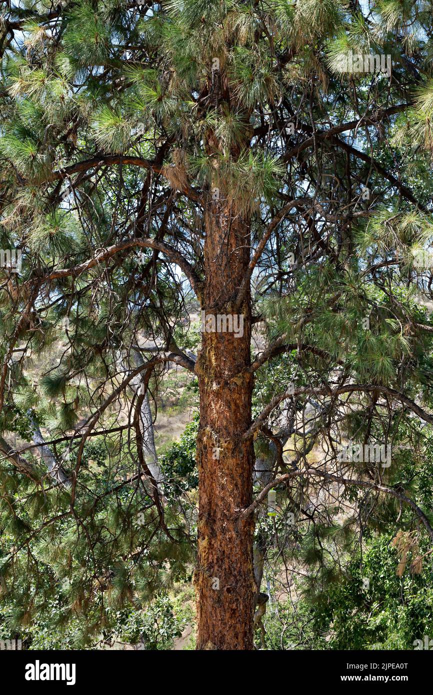 Pechuga de llorón, Insecón de corteza de pino 'Dendroctonus ponderosae' , Pino Ponderosa 'Pinus ponderosa'. Foto de stock