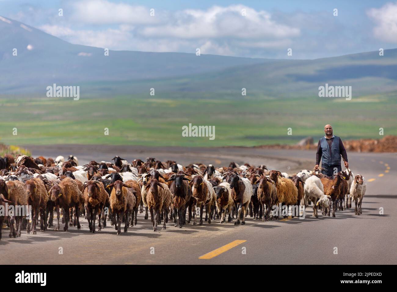 Pastor y su rebaño de ovejas caminan por la carretera cerca de la ciudad de Digor, Turquía Foto de stock