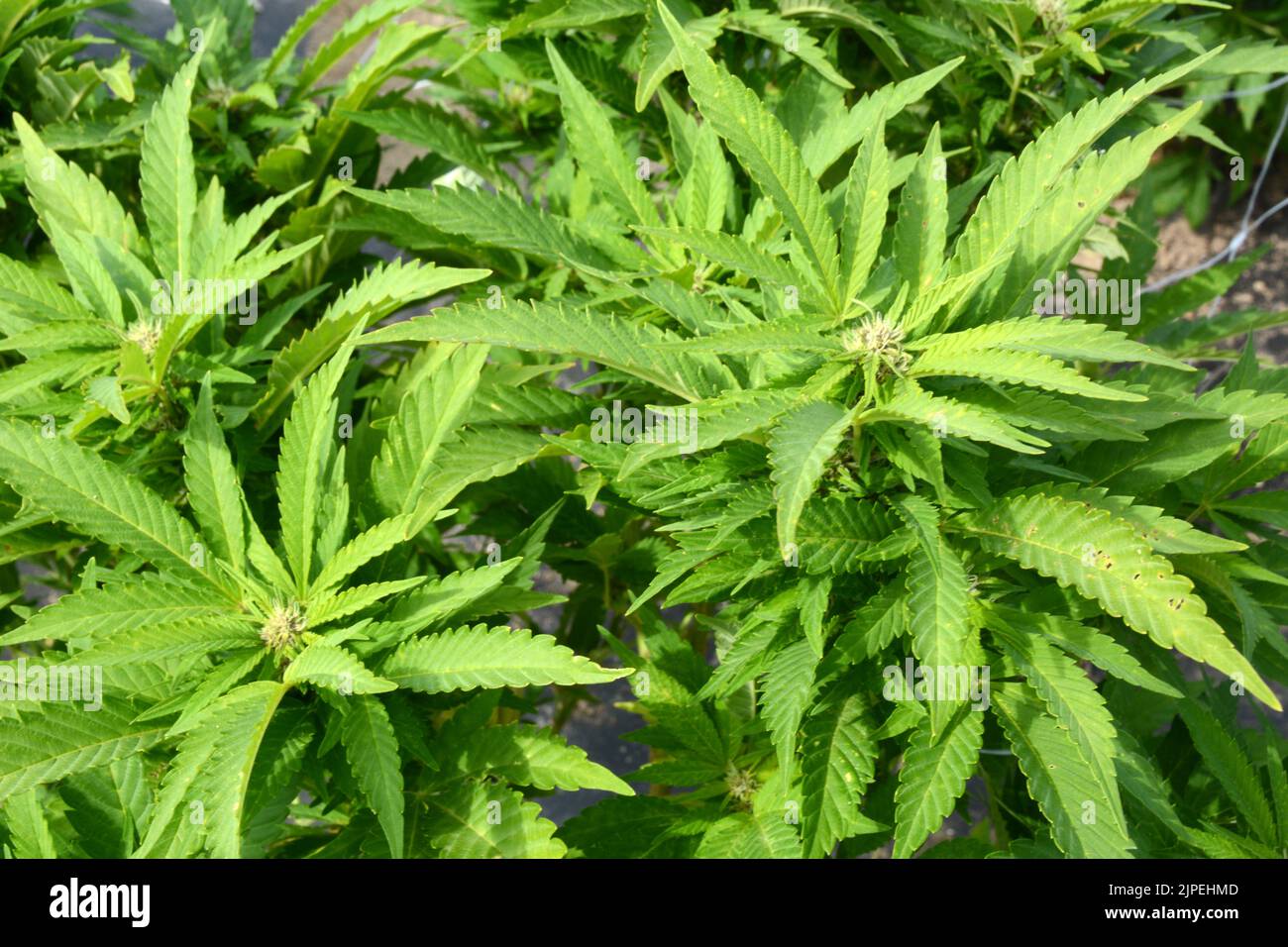 Plantas recreativas legales de marihuana o cannabis que se cultivan al aire libre en una granja sostenible cerca de la ciudad de Creemore, Ontario, Canadá. Foto de stock