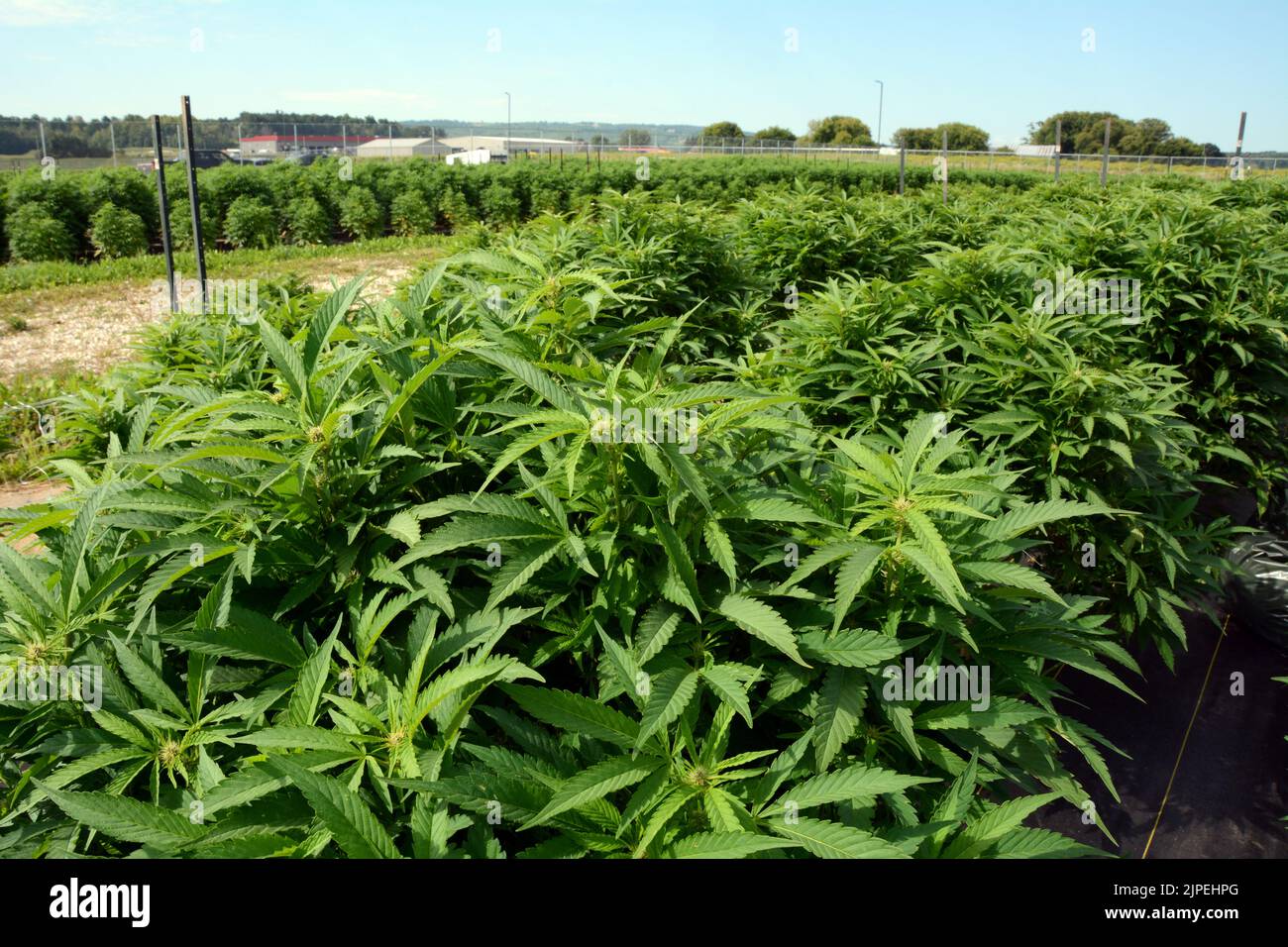 Plantas recreativas legales de marihuana o cannabis que se cultivan al aire libre en una granja sostenible cerca de la ciudad de Creemore, Ontario, Canadá. Foto de stock