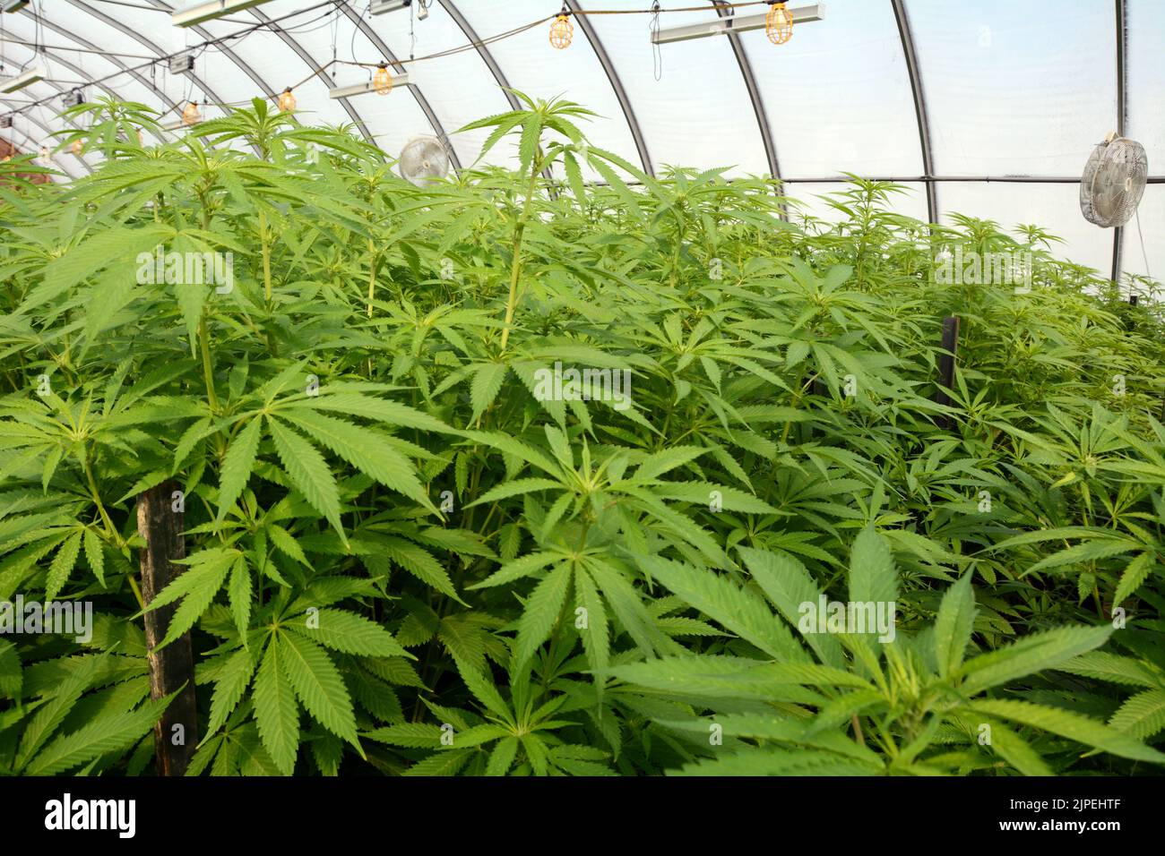 Plantas recreativas legales de marihuana o cannabis que se cultivan en un invernadero en una granja sostenible cerca de la ciudad de Creemore, Ontario, Canadá. Foto de stock