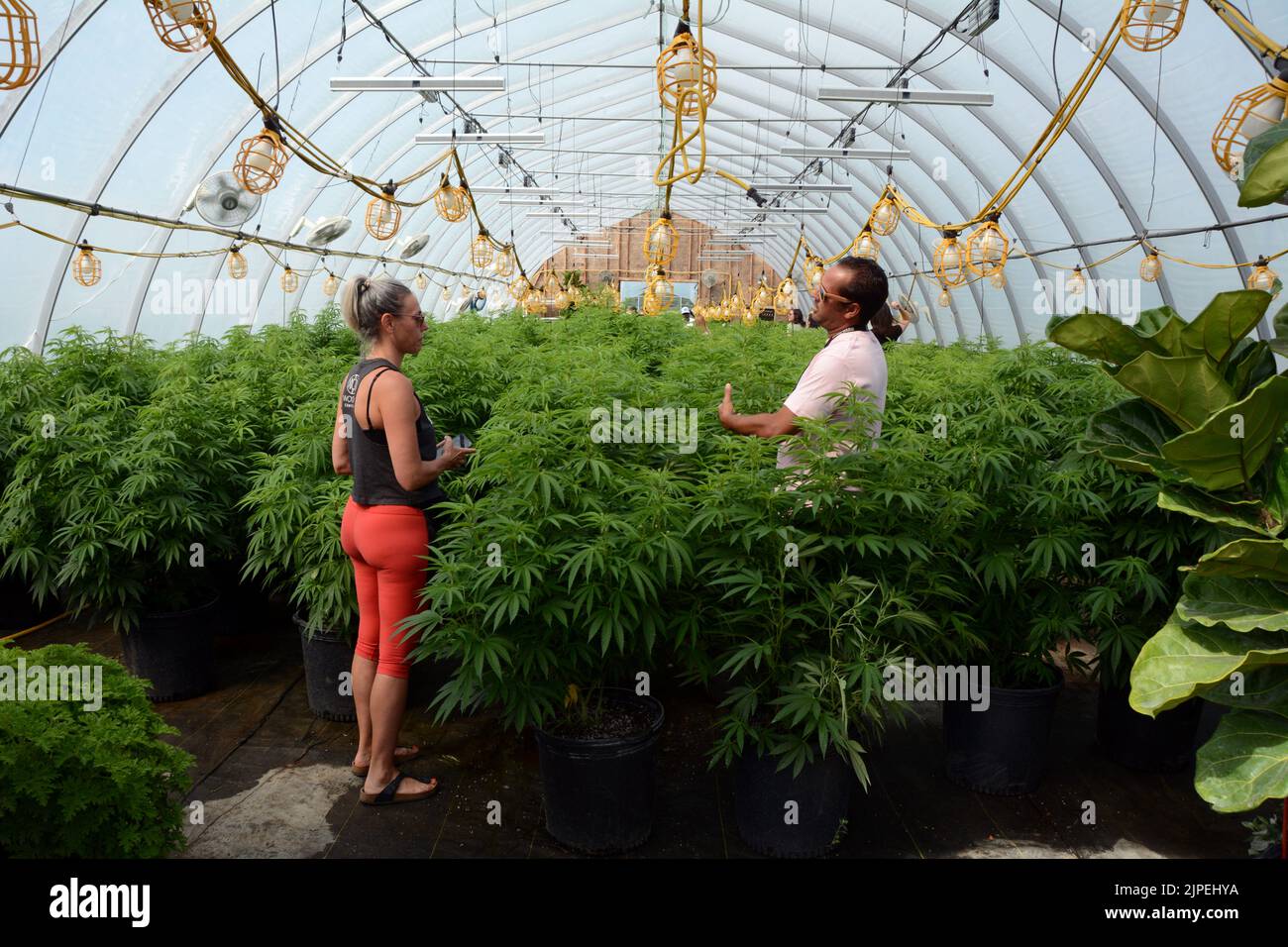 Dos personas hablando en un invernadero cultivando plantas recreativas legales de marihuana o cannabis en una granja sostenible cerca de Creemore, Ontario, Canadá. Foto de stock