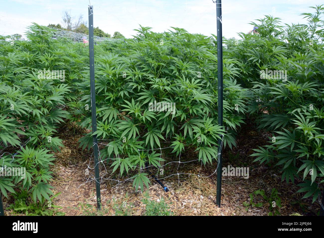 Plantas recreativas legales de marihuana o cannabis que se cultivan al aire libre en una granja regenerativa sostenible cerca de la ciudad de Creemore, Ontario, Canadá. Foto de stock