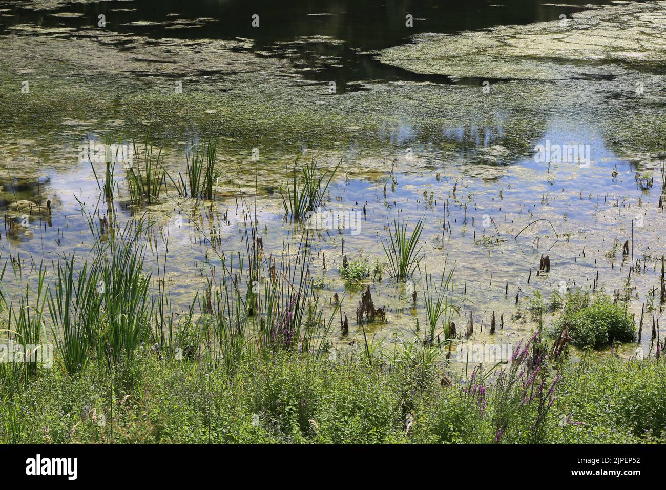 Dégradation écologique. Les étangs de Corot. Ciudad de Avray. Haut-de-Seine. Isla de Francia. Francia. Europa. Foto de stock