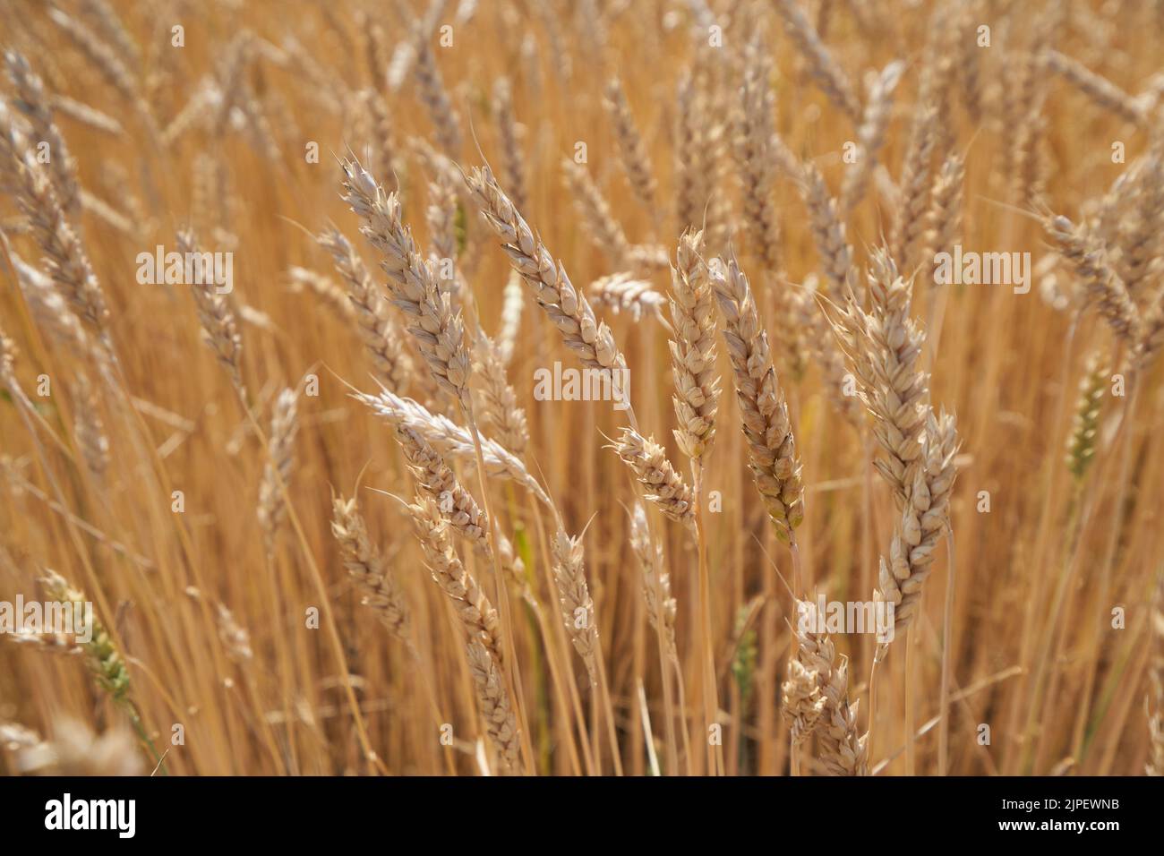 Mazorcas maduras de trigo en un campo en Rusia. Foto de stock