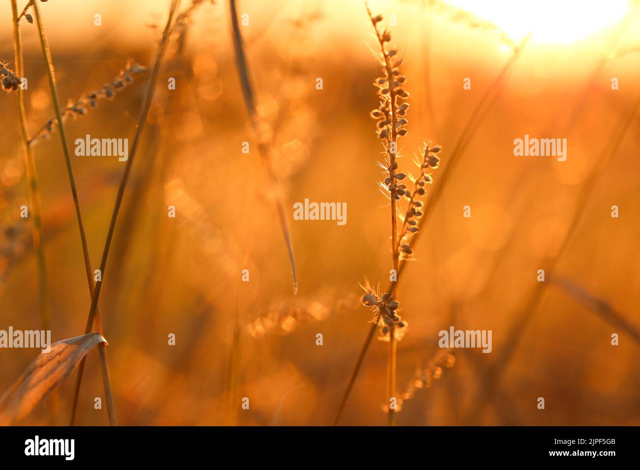 Tallos de hierba en el fondo sun.nature. Otoño naturaleza de fondo. La hierba del campo se origina en la puesta de sol anaranjada. Foto de stock