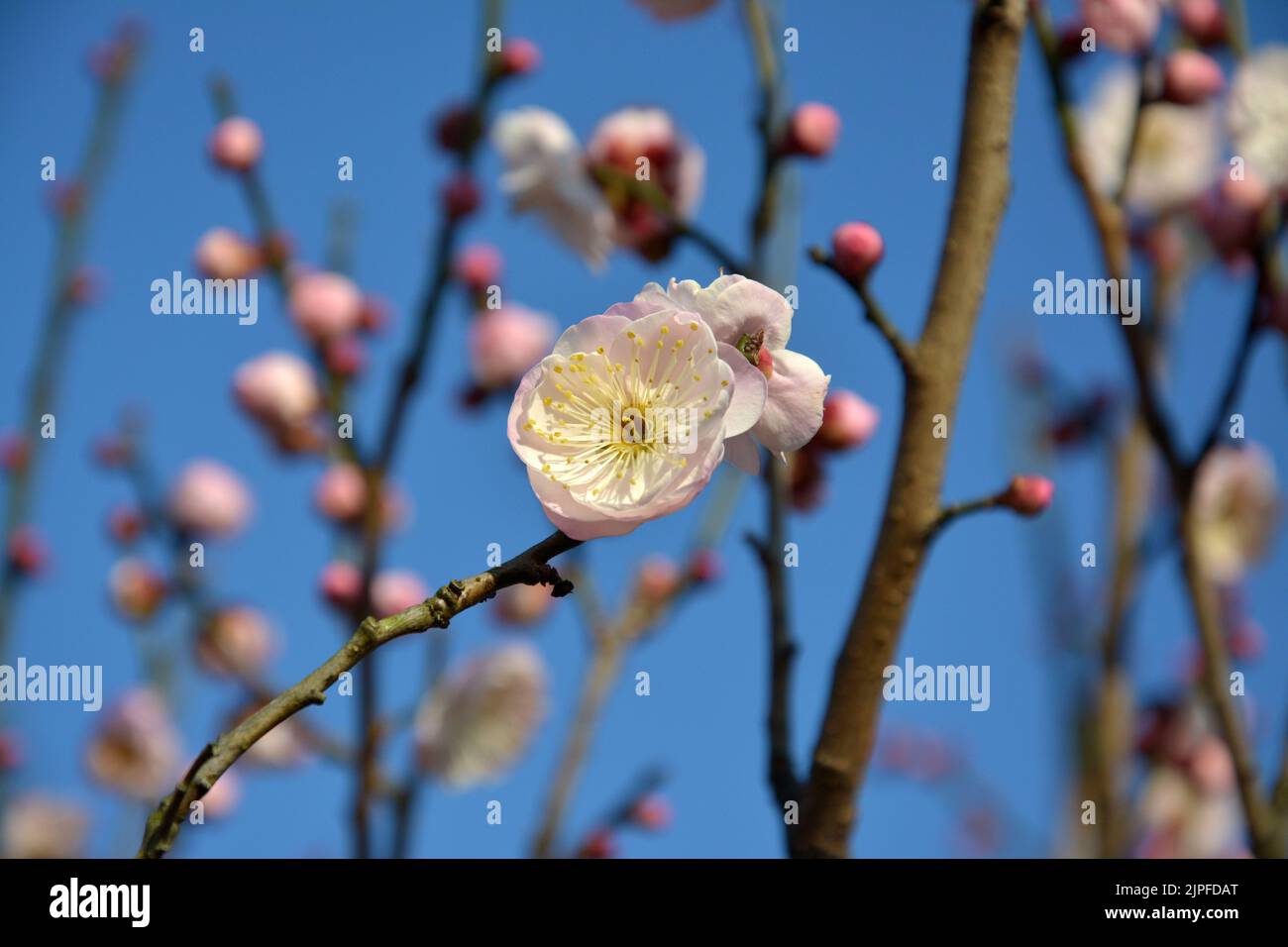 una flor de ciruela rosa con estambres amarillos en un cielo azul soleado Foto de stock